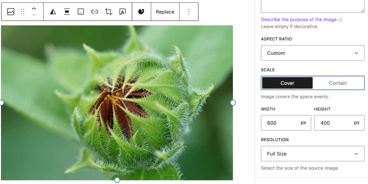  Set custom dimensions for an image in WordPress