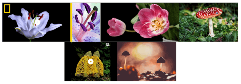 Example of a mixed images and videos gallery with FooGallery