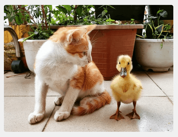 Slide hover effect of a picture of a kitten looking at a duckling. leading to the message “Just use FooGallery – it’s so much easier!”