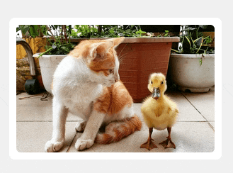 hover effect text popping up from the bottom of an image showing a kitten looking at a duckling and saying “Seriously, just use FooGallery”