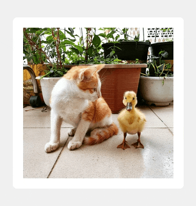 Square to circle hover effect showing an image of a kitten looking at a duckling