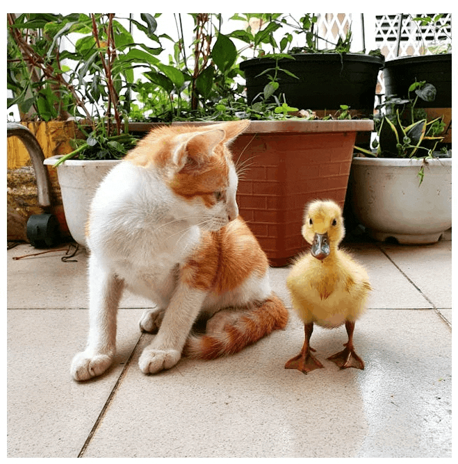 Pink cover overlay hover effect on an image showing a kitten looking at a duckling