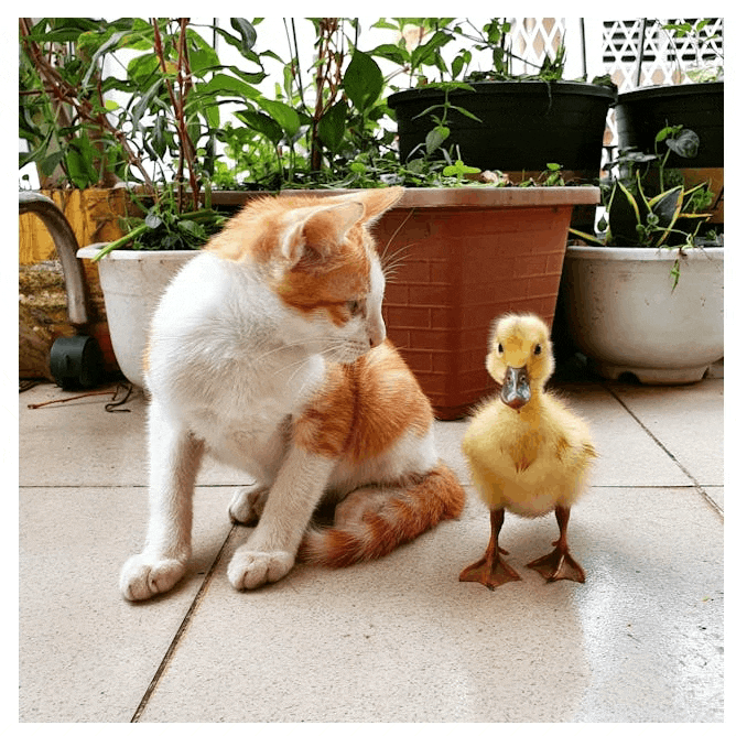Upscale hover effect of an image showing a kitten looking at a duckling