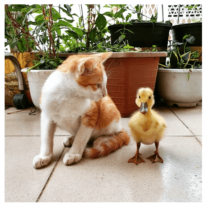 Border addition hover effect to an image of a kitten looking at a duckling