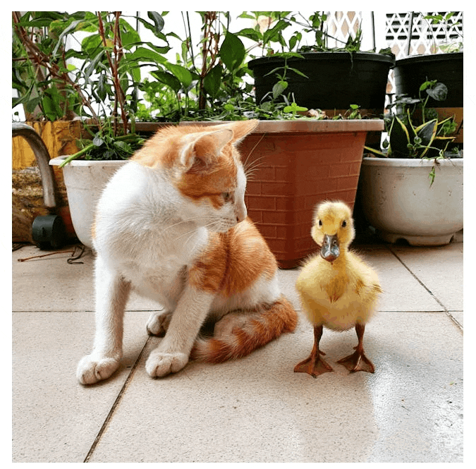 Shadow hover effect on an image of a kitten looking at a duckling