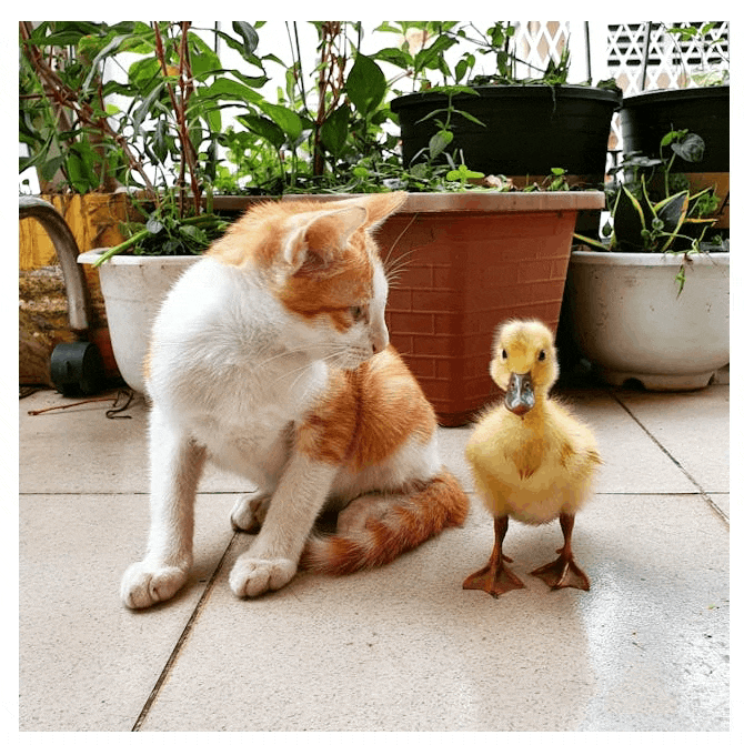 Blur hover effect on the macro image of a kitten looking at a duckling