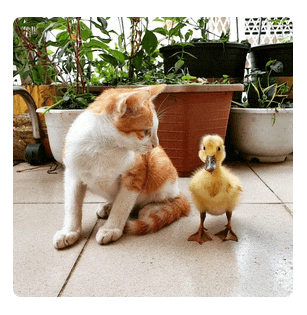 Flip hover effect of an image showing the sea leading to an image of a kitten looking at a duckling