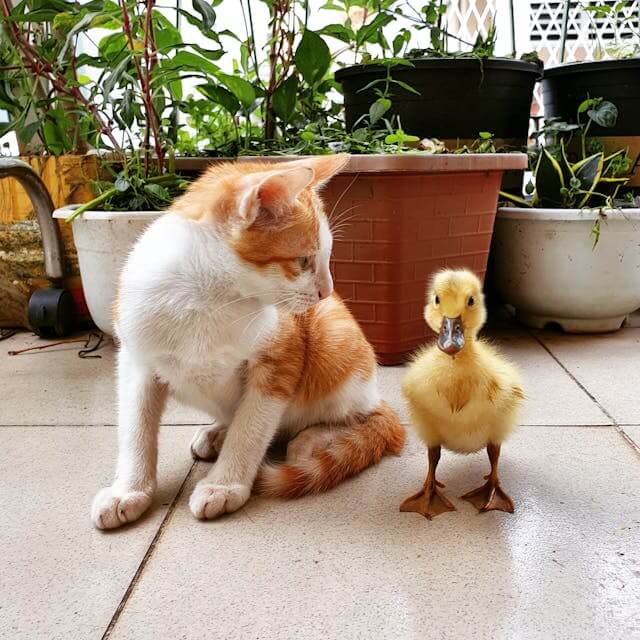 Image of a cat looking at a duck
