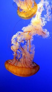 jellyfish