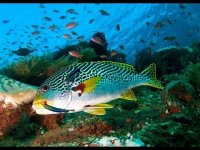 Amazing Underwater Marine Life Amazing Underwater Marine Life