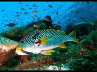 Amazing Underwater Marine Life Amazing Underwater Marine Life