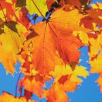 Autumn Autumn