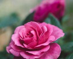 Rose Rose
