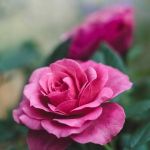 Rose Rose