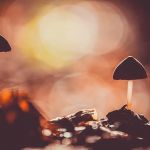 Mushrooms Mushrooms