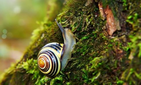 Snail Snail