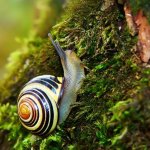 Snail Snail