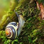 Snail Snail