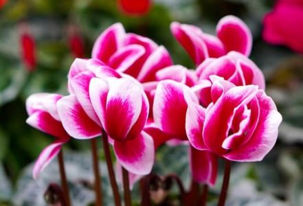 Alpenveilen Alpenveilen