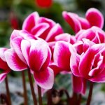 Alpenveilen Alpenveilen