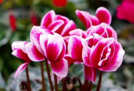 Alpenveilen Alpenveilen