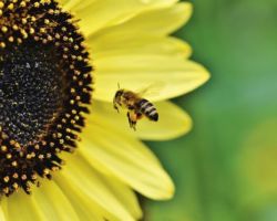 Bee Bee