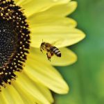 Bee Bee