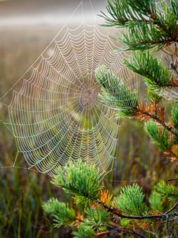 Cobweb Cobweb