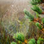 Cobweb Cobweb