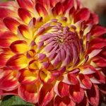 Dahlia Dahlia