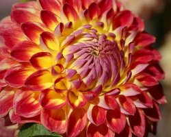 Dahlia Dahlia