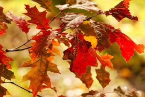 Image by <a href="https://pixabay.com/users/manfredrichter-4055600/ "target="_blank" rel="noopener noreferrer">Manfred Richter</a> from Pixabay fall foliage