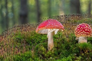 Image by <a href="https://pixabay.com/users/adege-4994132/"target="_blank" rel="noopener noreferrer">adege</a> from Pixabay fly agaric