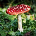 Fly Agaric Fly Agaric