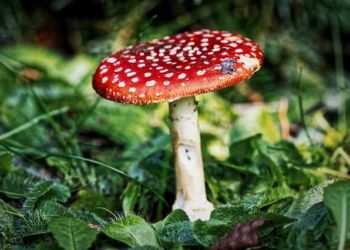 Fly Agaric Fly Agaric