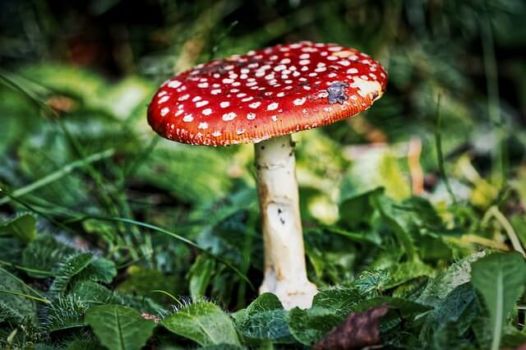Fly Agaric Fly Agaric