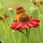 Helenium Helenium