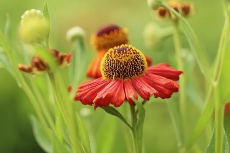 Helenium Helenium