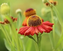 Helenium Helenium