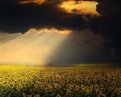 Image by <a href="https://pixabay.com/users/enriquelopezgarre-3764790/ "target="_blank" rel="noopener noreferrer">enriquelopezgarre</a> from Pixabay sunflowers