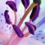 Lily Lily