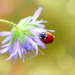 Septempunctata Septempunctata