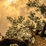 Tree Tree