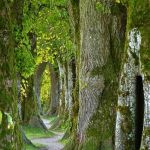 Trees Trees