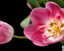 Tulip Tulip