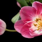 Tulip Tulip