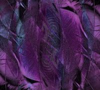 Feathers abstract