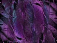 Feathers abstract