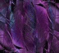 Feathers abstract