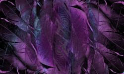 Feathers abstract